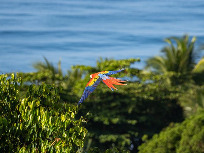 Uvita