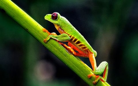 30 Photos That Will Make You Wish You Were In Costa Rica Right Now