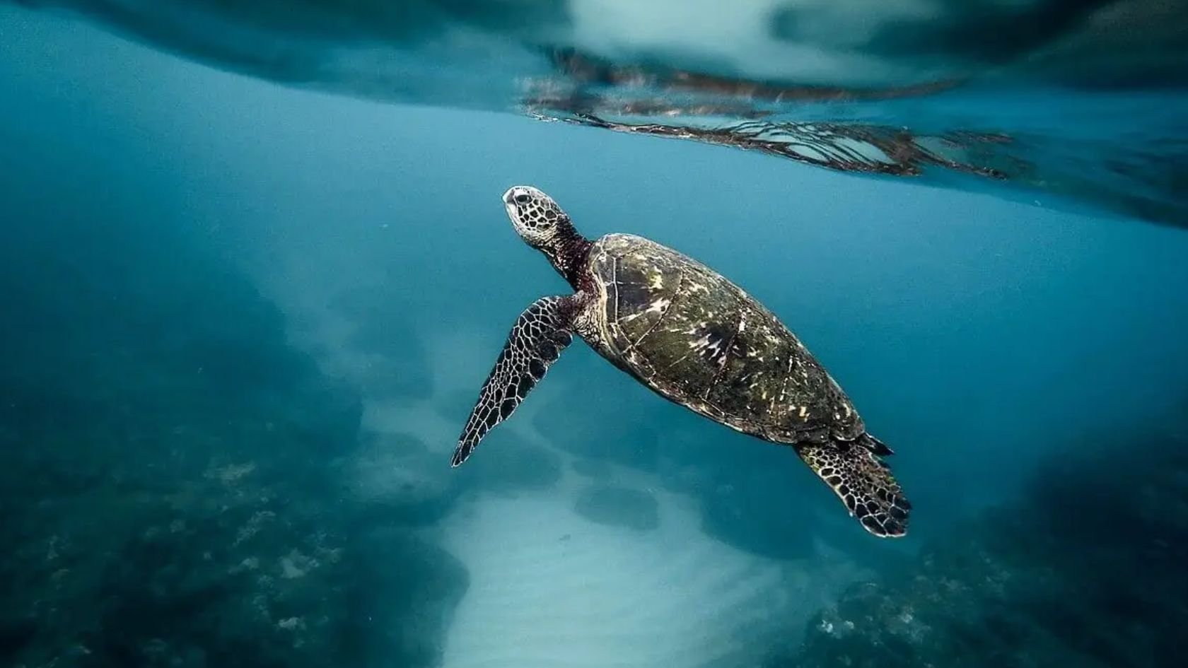 Costa Rica leads the way for ocean protection