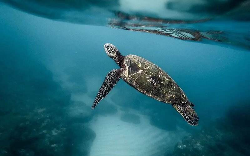 Costa Rica leads the way for ocean protection