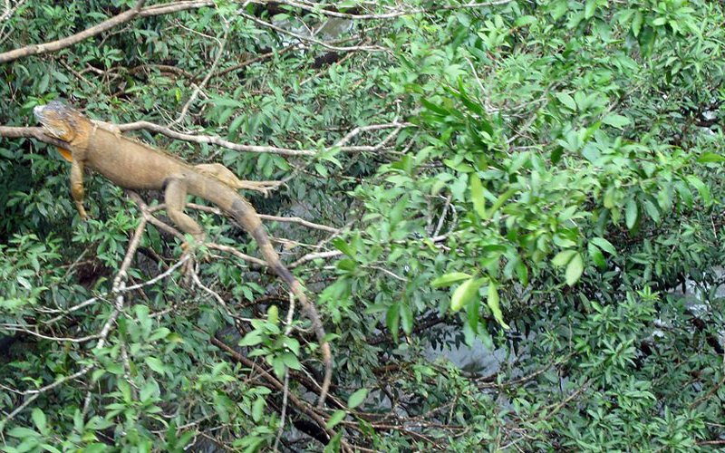 Costa Rica cierra zoológicos estatales para impulsar la conservación de la vida silvestre y los hábitats naturales