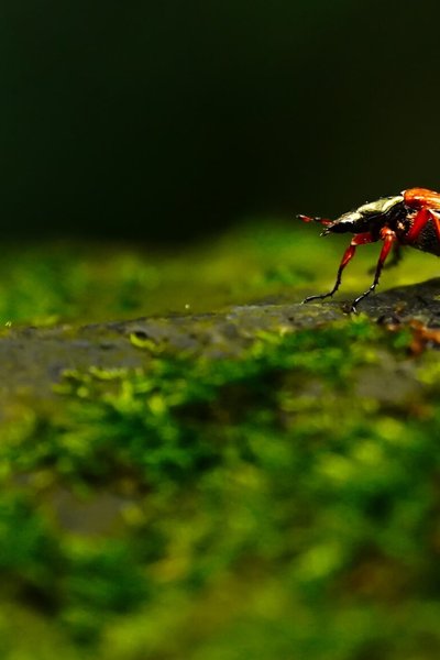 Experimenta los aspectos más destacados de los documentales de naturaleza en la vida real
