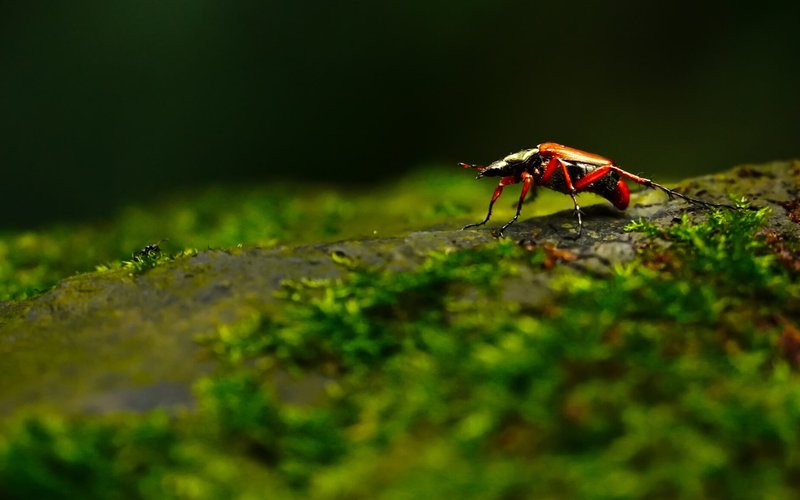 Experimenta los aspectos más destacados de los documentales de naturaleza en la vida real