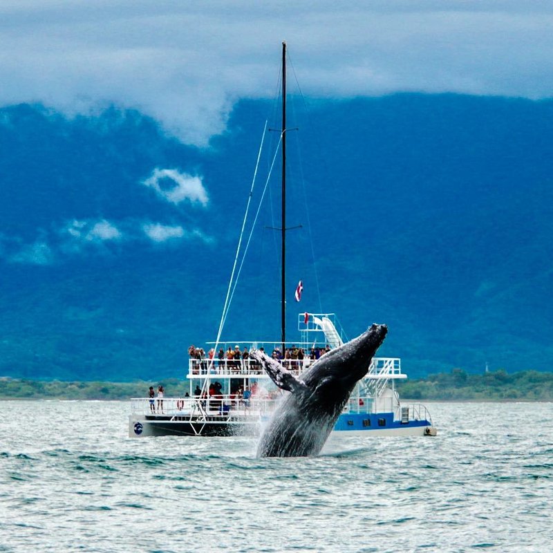 A humpback whale breaching beside a catamaran off Manuel Antonio
