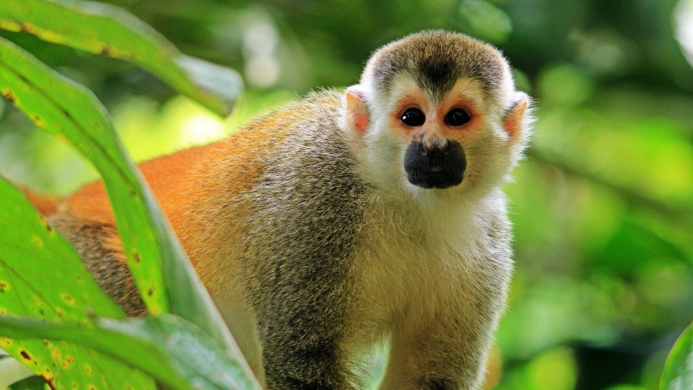 Why the Rainy Season Is the Best Time to Visit Manuel Antonio