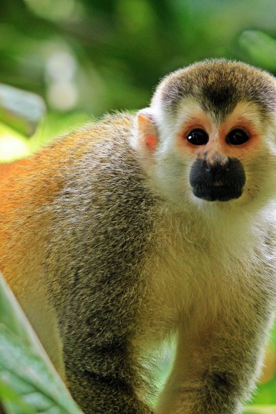Why the Rainy Season Is the Best Time to Visit Manuel Antonio