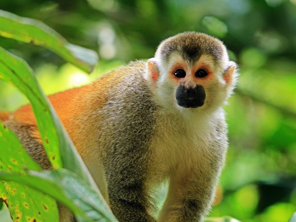 Why the Rainy Season Is the Best Time to Visit Manuel Antonio