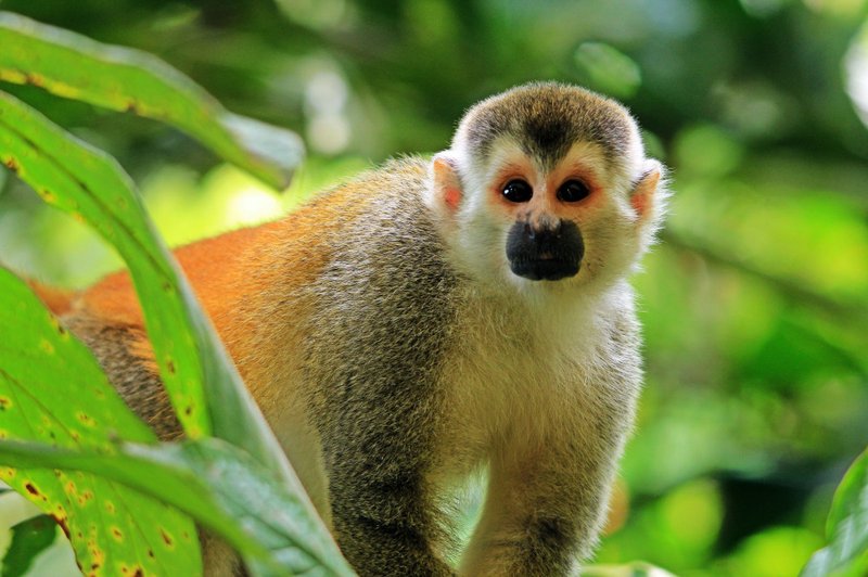 A squirrel monkey in the Manuel Antonio rainforest