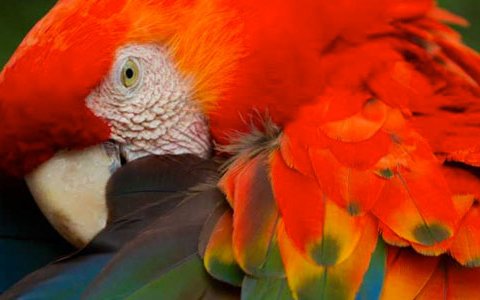 Osa Peninsula The most biologically intense place on Earth