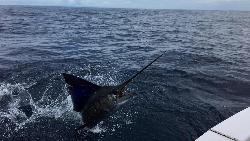 Por qué tienes que vivir el Pelagic Rockstar Offshore Tournament 2027 en Quepos