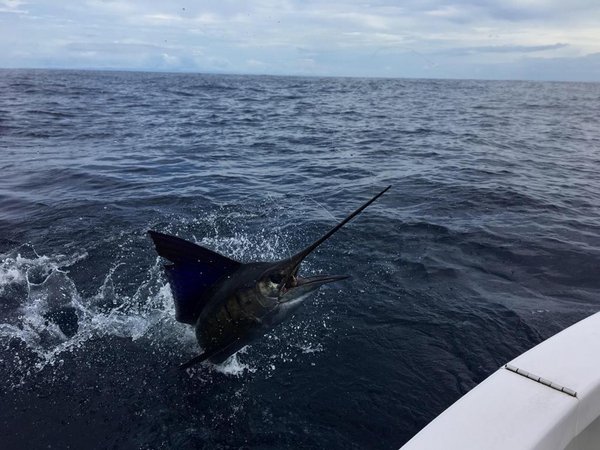 Why You Have to Experience the 2027 Pelagic Rockstar Offshore Tournament in Quepos